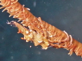   Whip Coral Crab  
